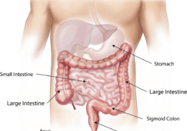 gastro-entérologie